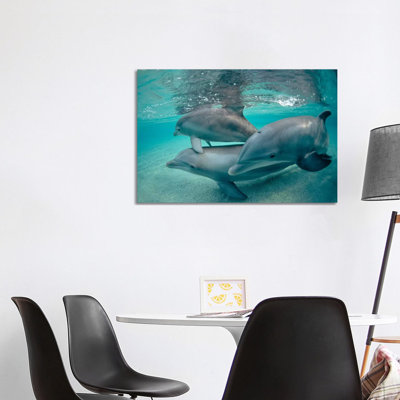Bottlenose Dolphin Underwater Trio, Hawaii 1 Piece Wrapped Canvas Painting