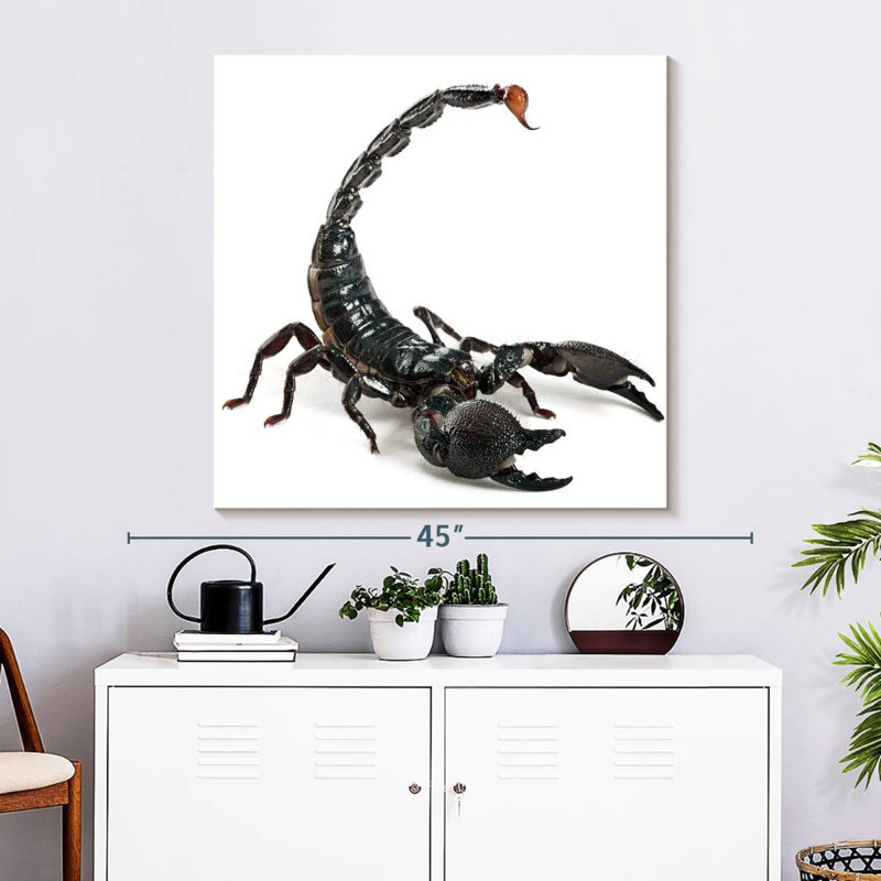 Crowle Scorpion, H 33 po x l 33 po