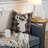 Pillow Insert-97827275
