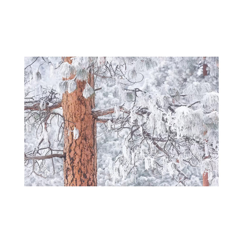 Wind-blown frosted snow on trees, Mt. Hood National Forest, Oregon 1 Piece Wall Art on Canvas, 30.48 cm H x 45.72 cm W