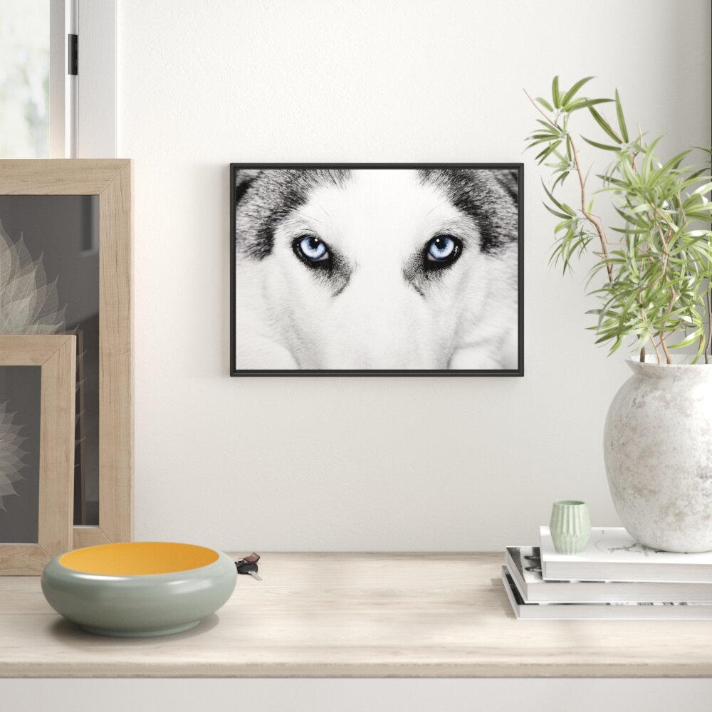 Gerahmtes Wandbild Husky mit Eisblauen Augen