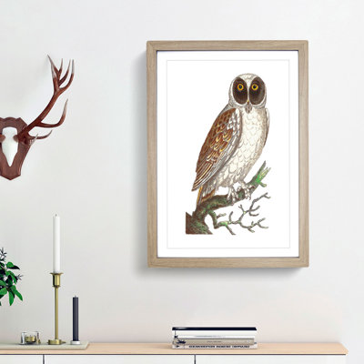 Masked Owl by George Shaw - Framed Print