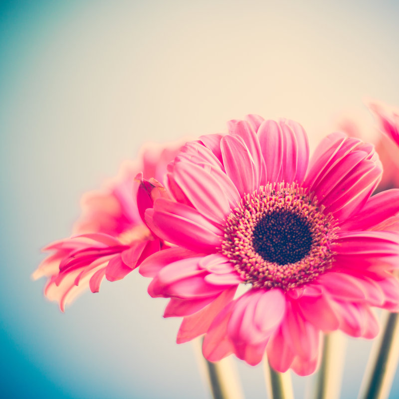 Pink Flowers - Wrapped Canvas Print, 30cm H x 30cm W x 3.8cm D