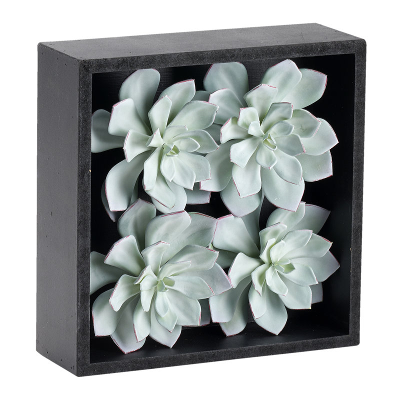 Tiges Echeveria dans un cadre en bois
