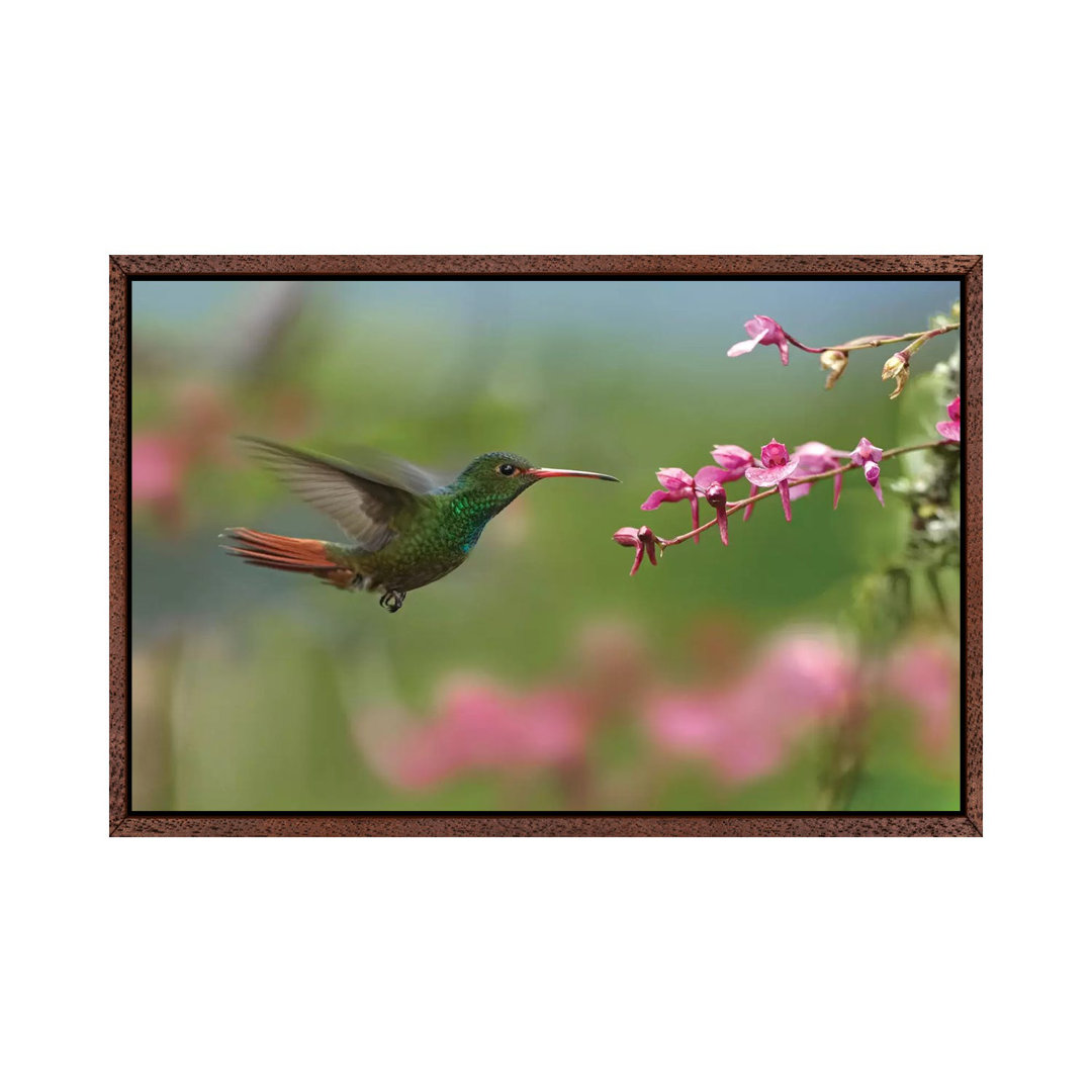 Rufous-Tailed Hummingbird Hovering Near Flower, Ecuador von Tim Fitzharris - Gallery-Wrapped Canvas Giclée on Canvas