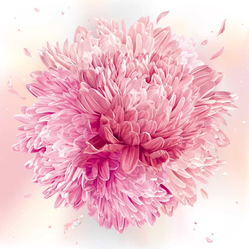 Chrysanthemums Sphere - Wrapped Canvas Print, 122cm H x 122cm W x 3.8cm D
