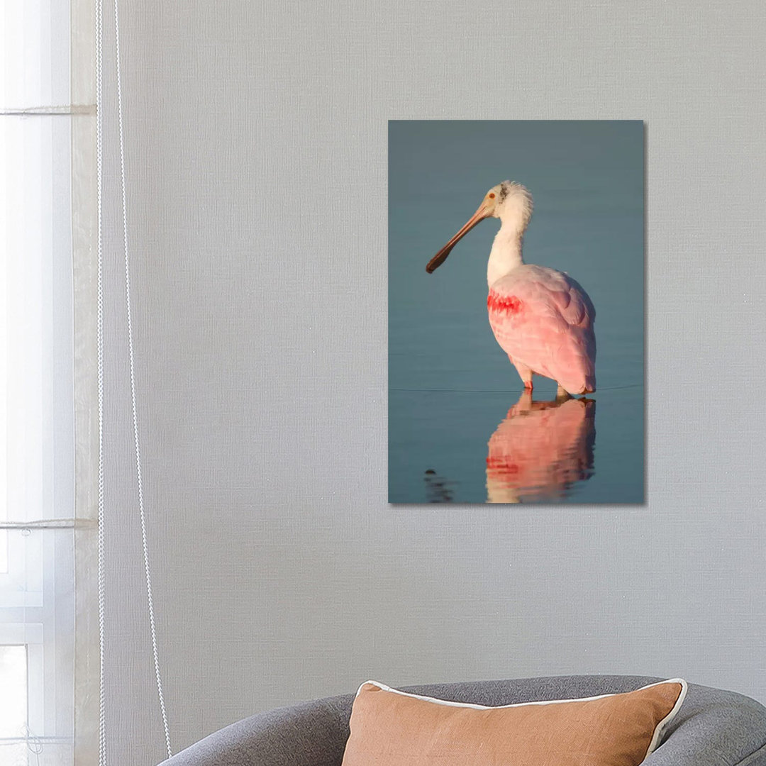 Roseate Spoonbill, Fort Myers Beach, Florida by Steve Gettle - Wrapped Canvas Print