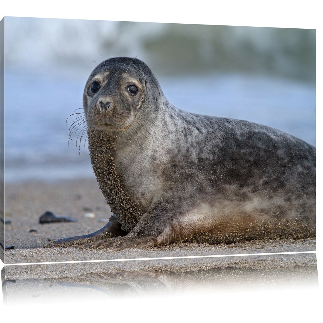 Leinwandbild Niedliche Robbe am Strand