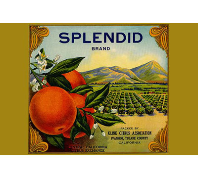 " Splendid Brand Citrus "
