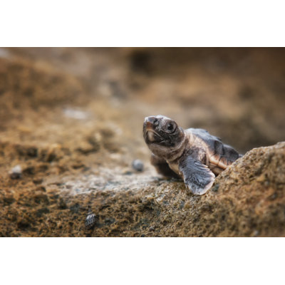 Life's Obstacles - Photographie sur toile tendue