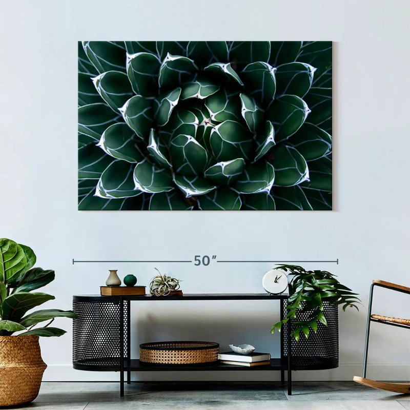 Harnek Queen Victoria Agave, 32" H x 48" W