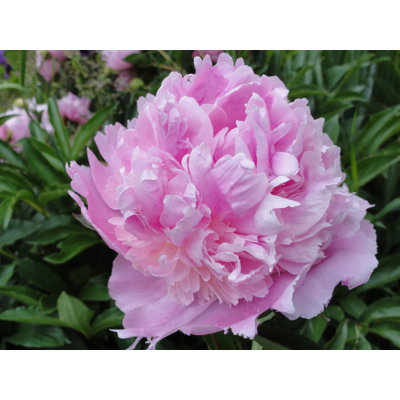 Goulart Plants & Flowers Non-Wall Damaging Wall Decal