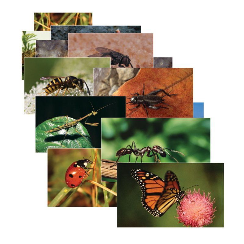 Ensemble de poster insectes