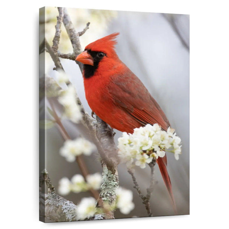 Brampt Northern Cardinal On Flowery Branch, 51" H x 34" W
