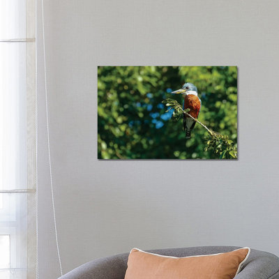 Ringed Kingfisher Sitting In A Tree, Pantanal Conservation Area, Brazil by Janet Horton - Wrapped Canvas Print
