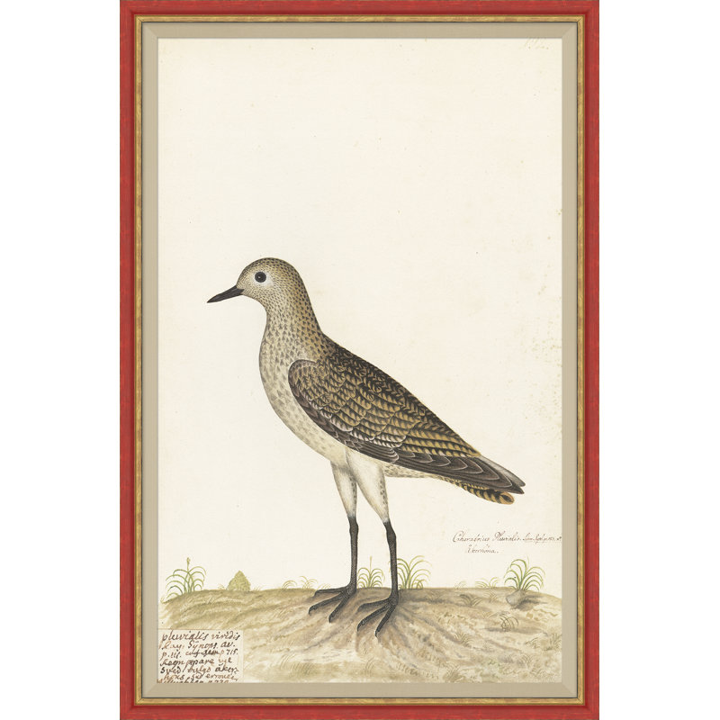 18th Century Bird Re-Strikes XII Painting