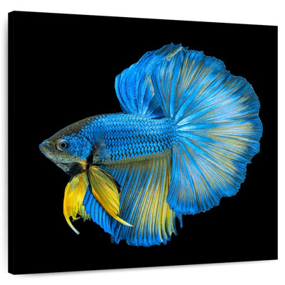Crowle Halfmoon Betta Fish