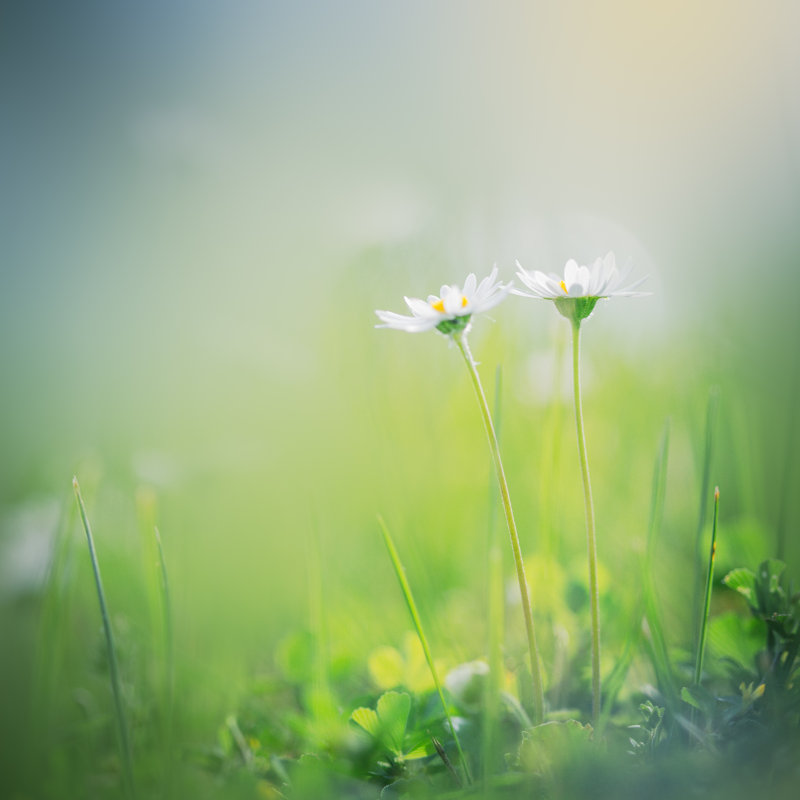 «Morning in the Field» par Jeja, H 36 po x l 36 po