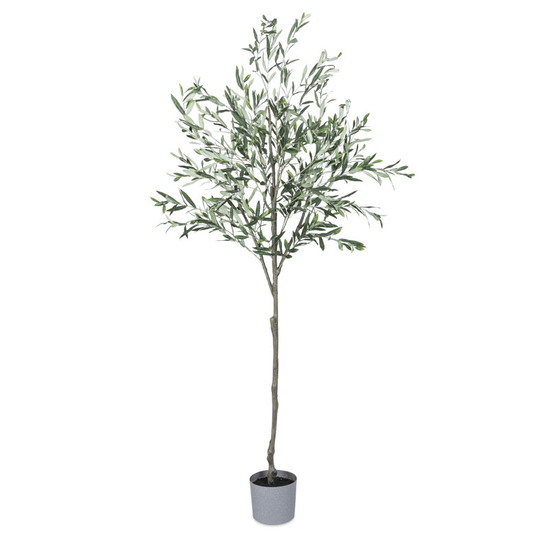 7 Ft High Olive Tree with Plastic Pot, 84" H x 24" W x 24" D