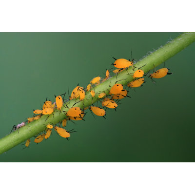 Aphid by Lnzyx - Wrapped Canvas Print