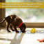 Mangeoire hybride pour animaux de compagnie