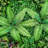Artificial Plant Wall Panel (set of 9)