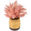 12 plantes