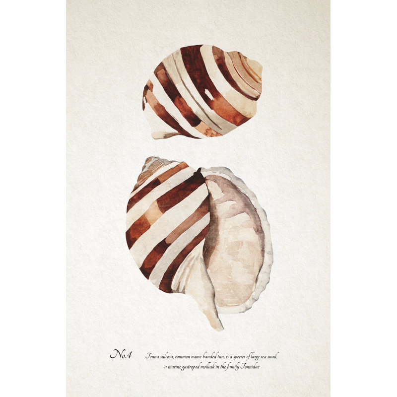 Sienna Shell Collector IV, 46cm H x 30cm W x 3.8cm D