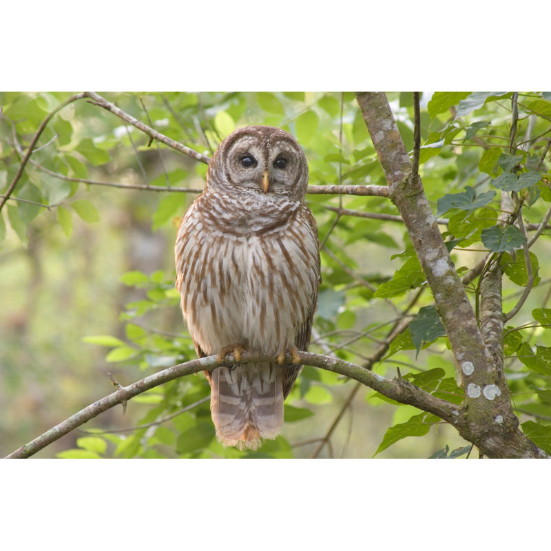 Barred Owl Perched In Forest by KenCanning - No Frame Art Prints on Canvas, 30cm H x 46cm W