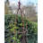 Amina Obelisk Trellis-212065374-212065373