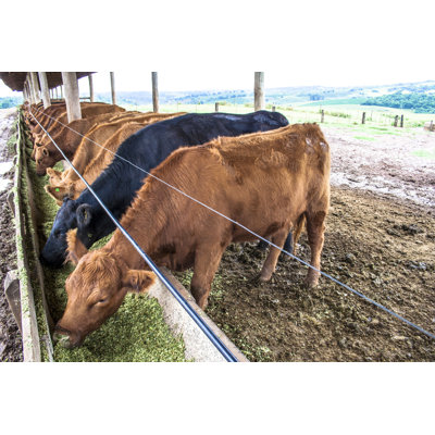 Cattle by Alffoto - Wrapped Canvas Print