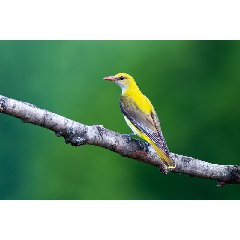 Golden Oriole par Ornitolog82 - Photographie sur toile tendue, L 12 po x H 8 po