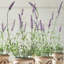 French Lavender Floral Arrangements in Pot