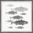 " Freshwater Fish " Painting Print-297713071