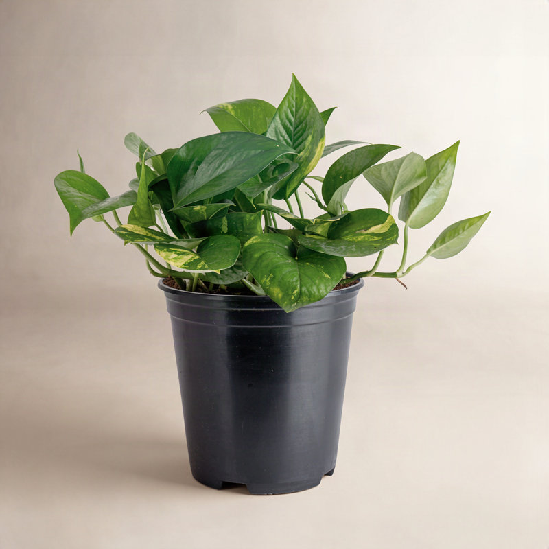 Devil's Ivy Pothos in Nursery Pot