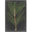 «Dramatic Pine I», peinture sur toile-1857070446-1767041134-1767041137