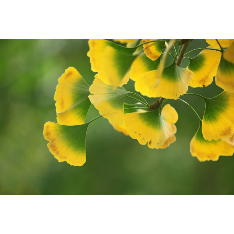 Gingko Leaves - Wrapped Canvas Print, 81cm H x 122cm W x 3.8cm D