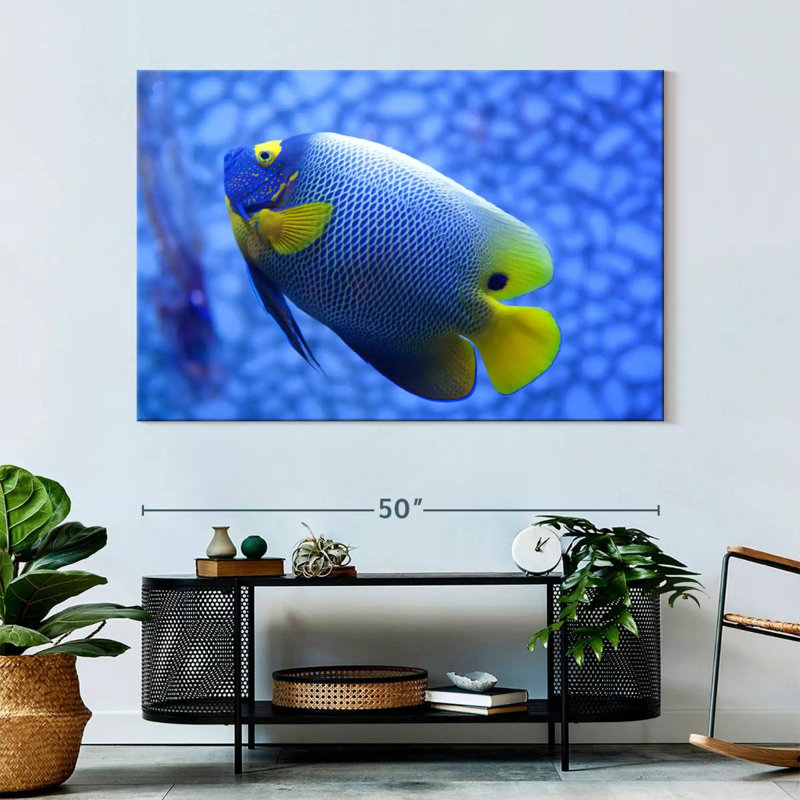 Brampt Coral Blue Angelfish, 34" H x 51" W