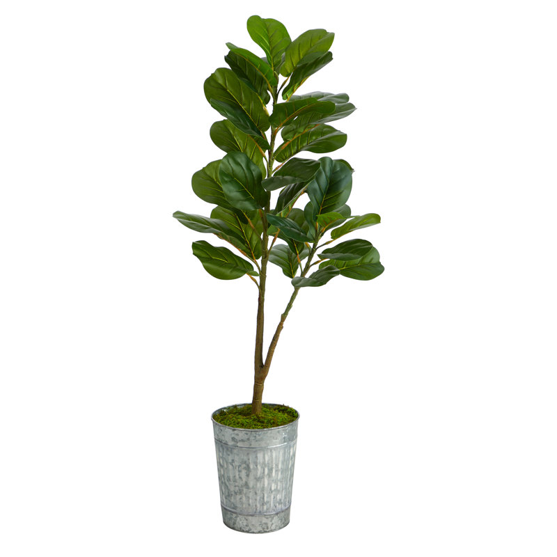 Figuier 48 po en pot
