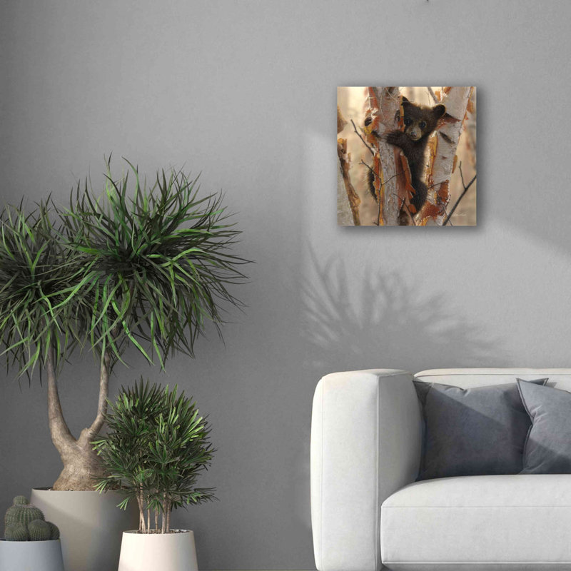 «Curious Cub II» par Collin Bogle, art mural sur toile, H 18 po x l 18 po x P 0,5 po