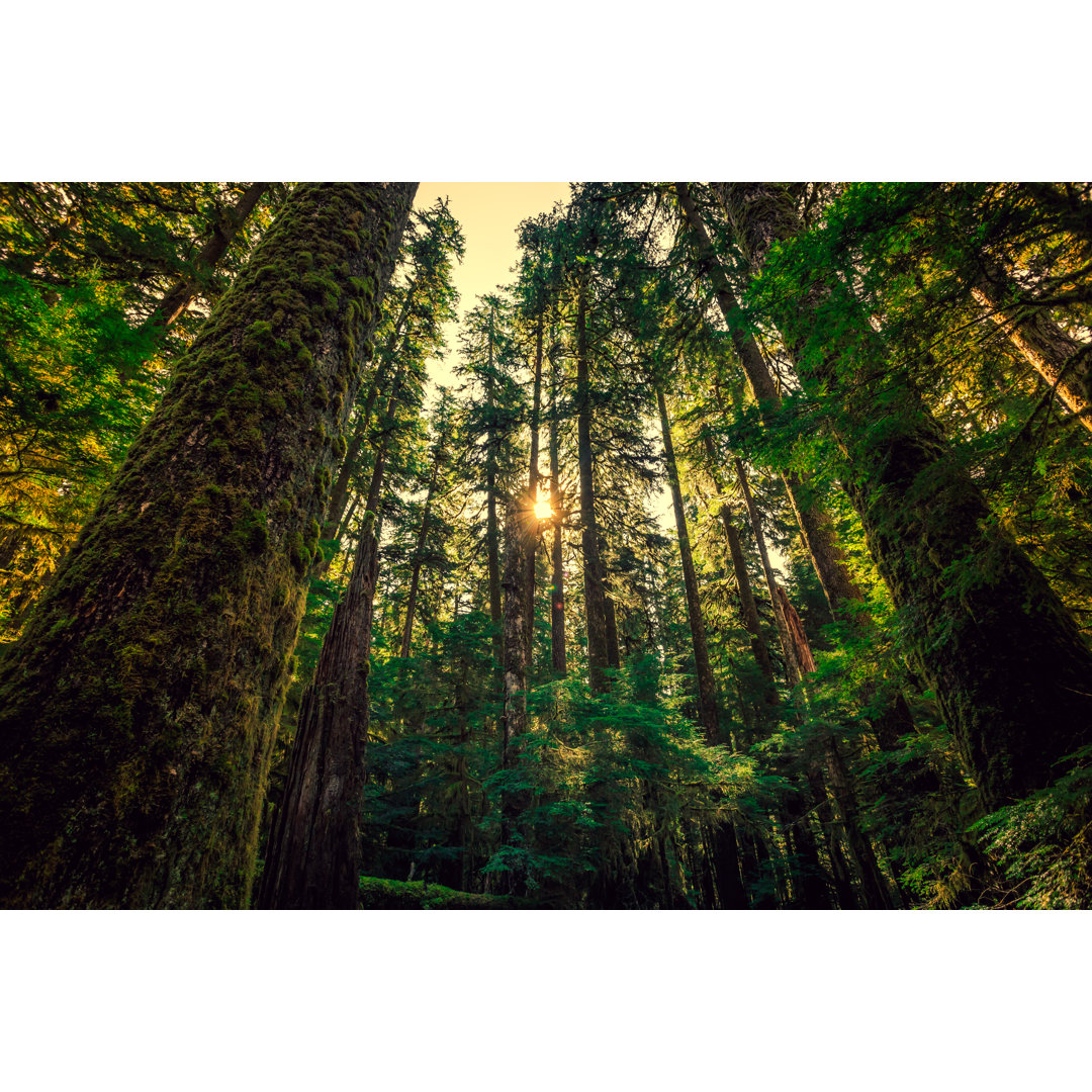 Poster Olympic National Forest von Bartfett - Leinwandbild