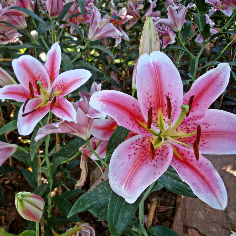 Giant Stargazer Lilies - 6 Bulbs -  Pink Lily Flowers Attracts Butterflies, Bees & Hummingbirds