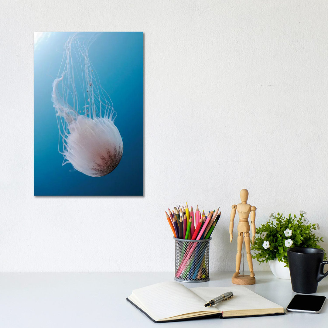 Sea Nettle Jellyfish In Atlantic Ocean II by Karen Doody - Wrapped Canvas Gallery-Wrapped Canvas Giclée