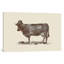 « cow cow », reproduction d’art sur toile tendue-22637017