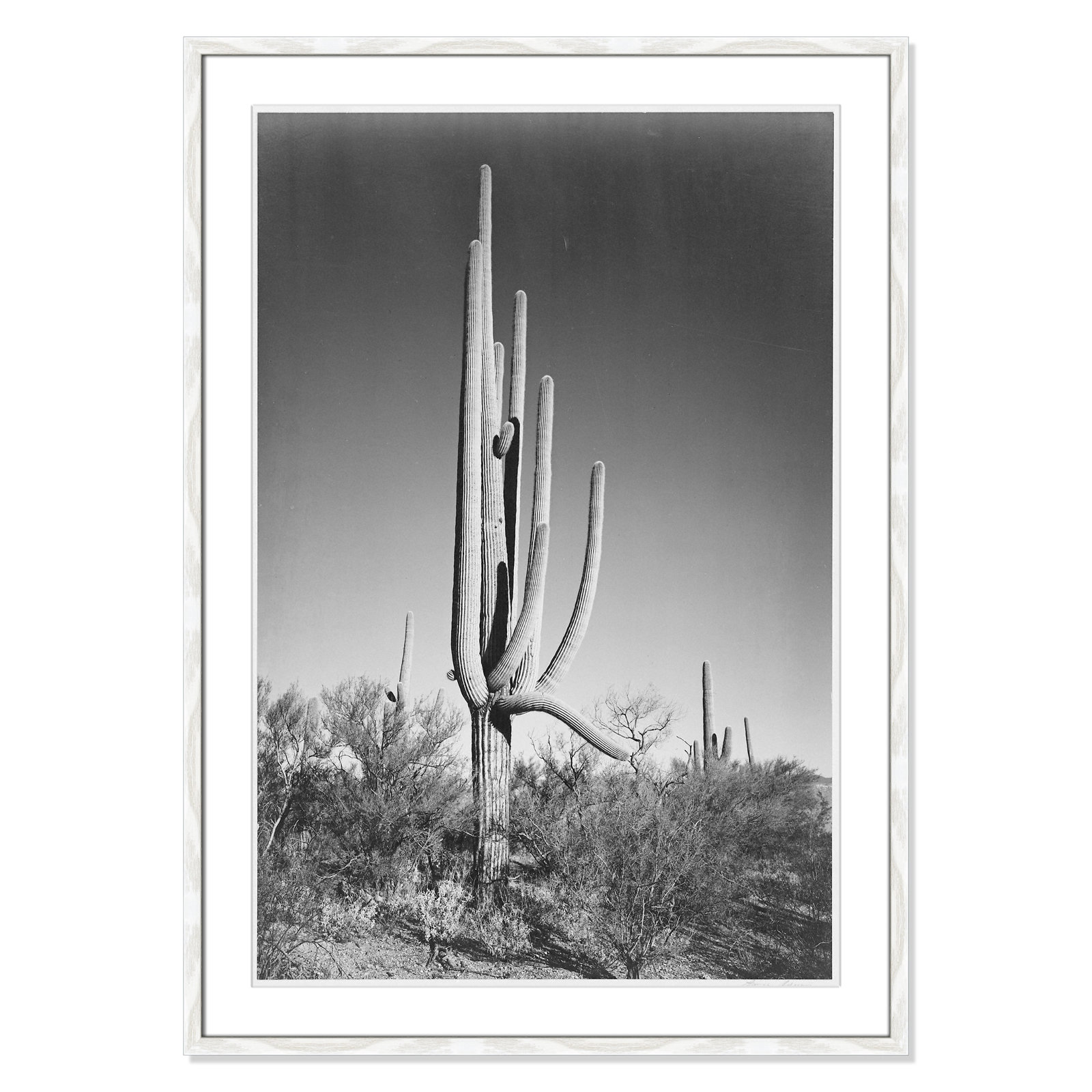 Cactus In Saguaro National Monument In Arizona by Ansel Adams, White, 41.5" H x 29.5" W x 0.75" D