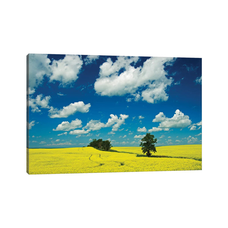 Canada, Manitoba, Rathwell. Trees And Canola Crop by Jaynes Gallery - Wrapped Canvas Print, 30.48cm H x 45.72cm W x 1.91cm D