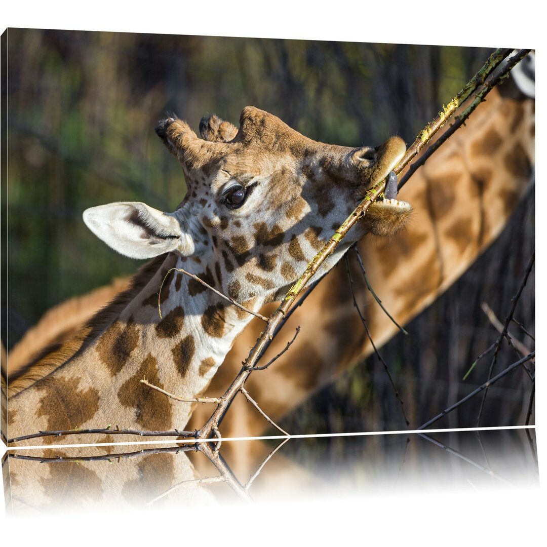 Leinwandbild Fressende Giraffe