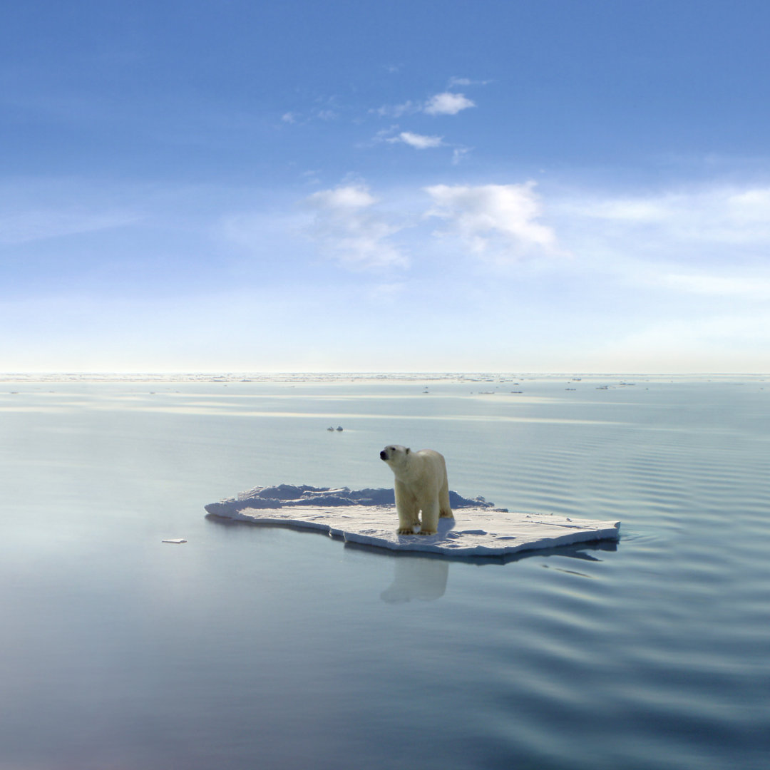 Leinwandbild Der letzte Eisbär