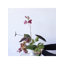Moody Botanical Arrangement Kit (Stems Only)