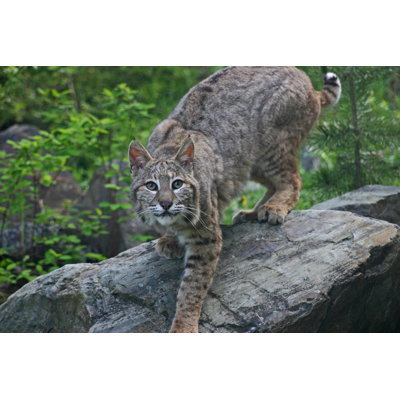Bobcat - photographie sur toile tendue